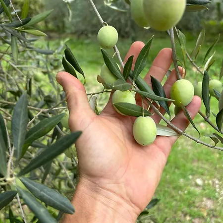 Летний дом Casale La Quercia *